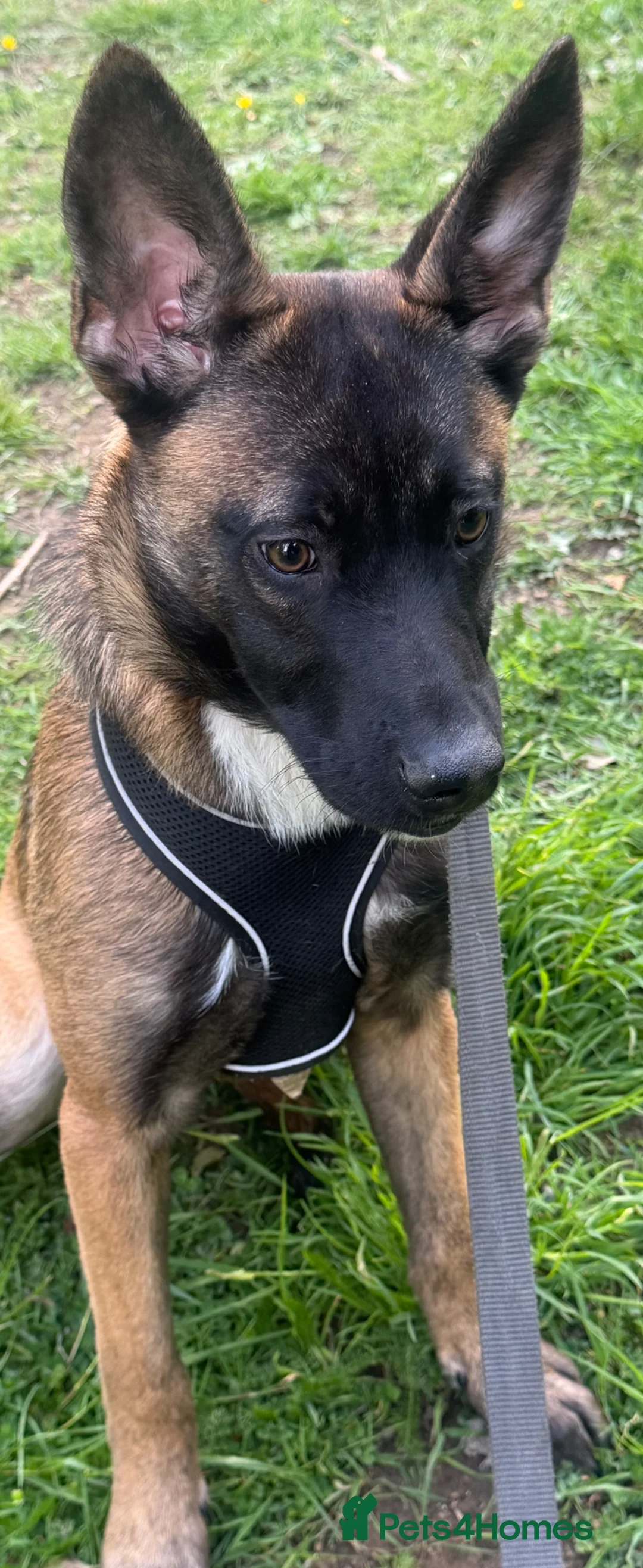 Belgian Shepherd Dog dogs for sale: Female Belgian Shepherd Puppy for sale in Rochester - Advert 5