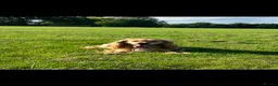 Cockapoo dogs for sale: Oakley - looking for forever home  in Northampton - Advert 2