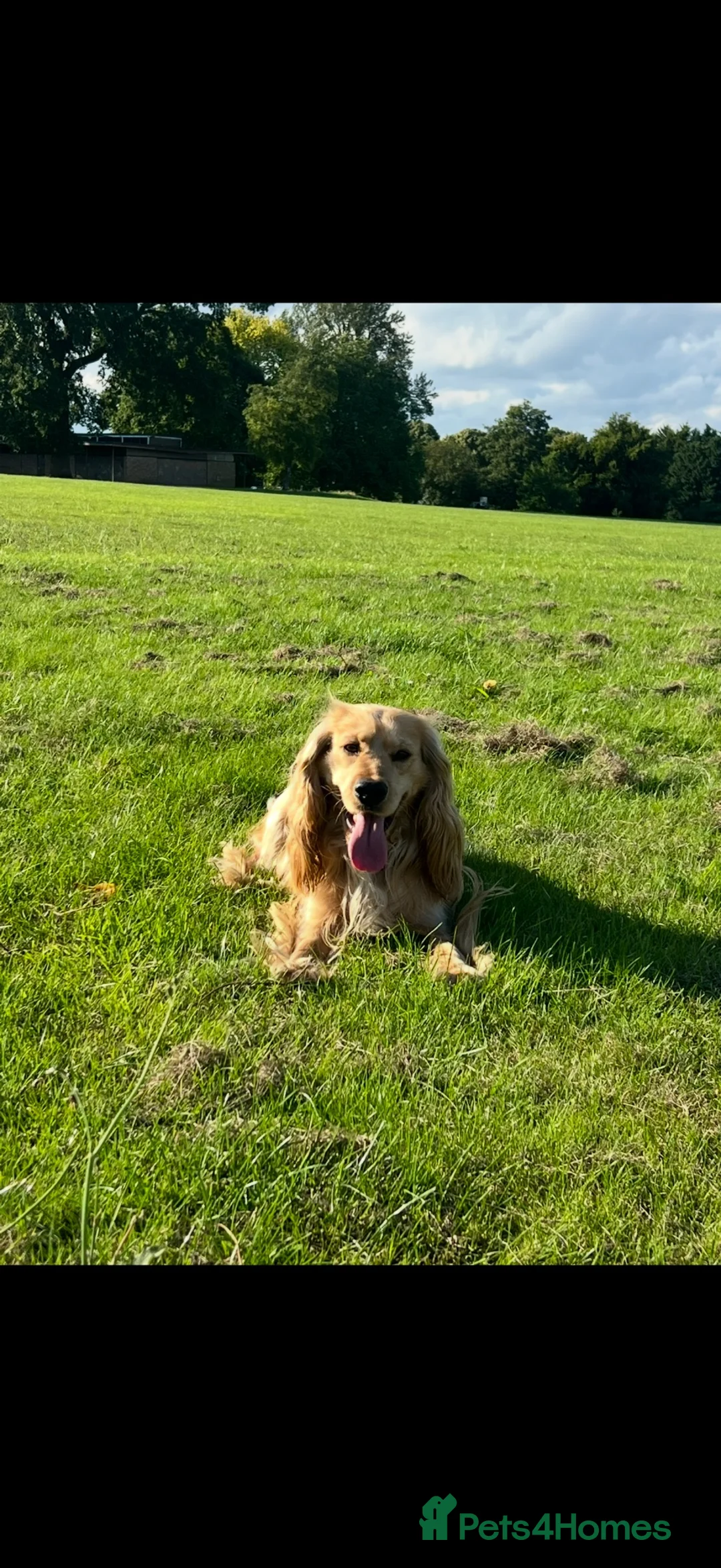 Cockapoo dogs for sale: Oakley - looking for forever home  in Northampton - Advert 2