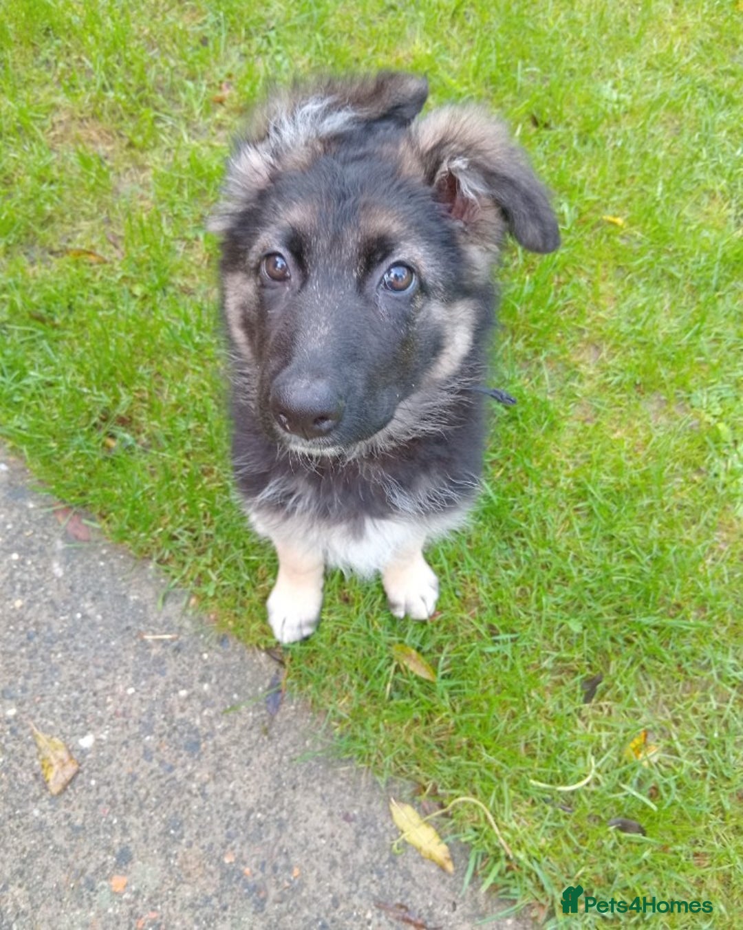 German Shepherd dogs for sale: German shepard puppy - Advert 5