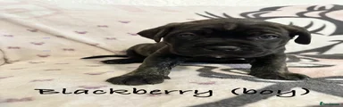 Cane Corso Puppy 6