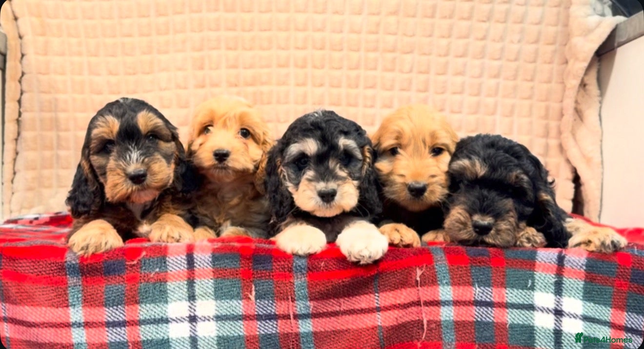 Cockapoo dogs STUNNING COCKAPOO PUPPIES READY NOW  - Advert 2