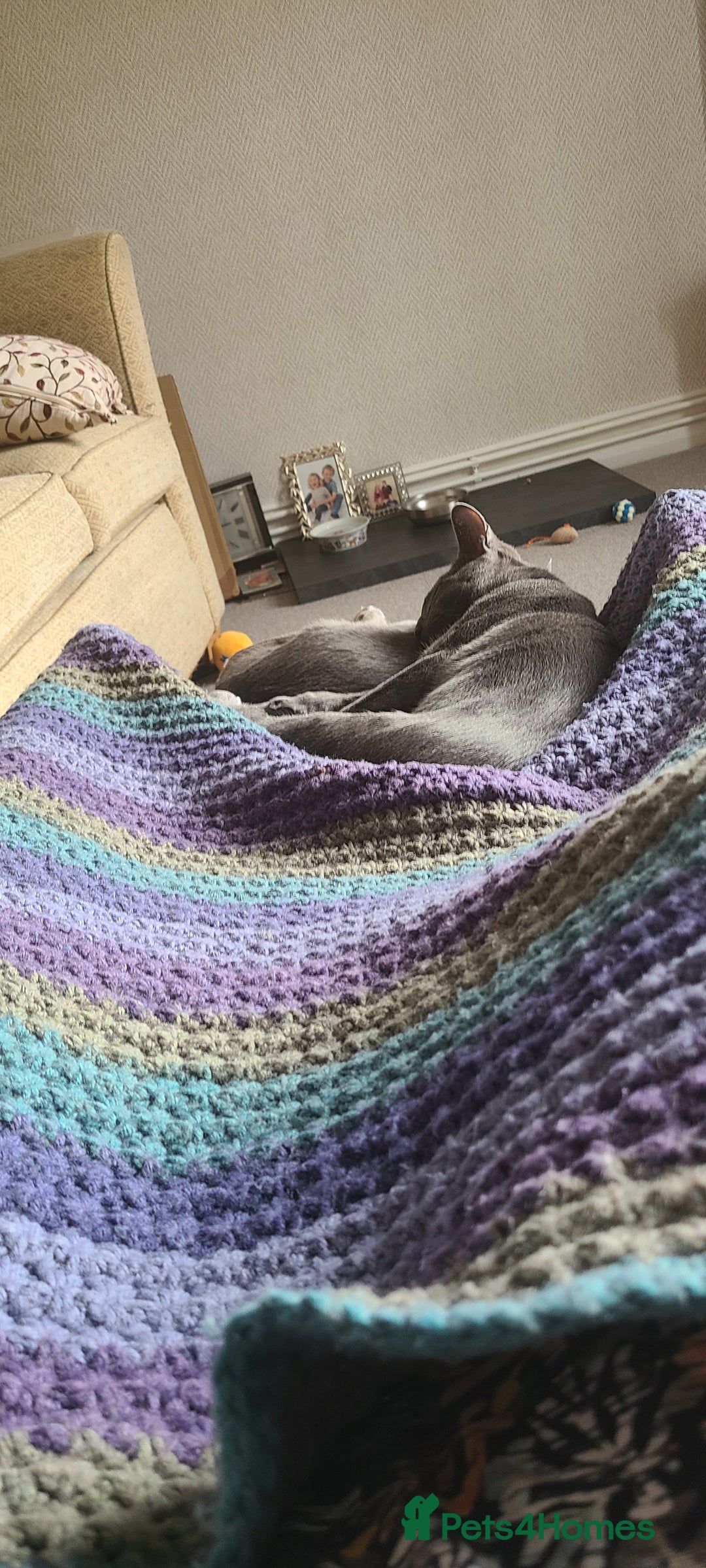 Russian Blue cats for sale: 2 close littermates, pure Russian blues + papers  - Image 7