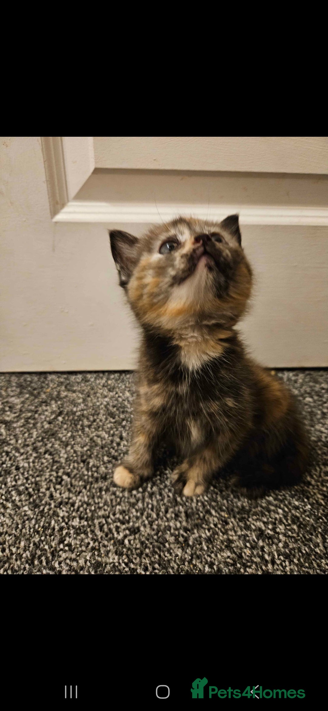 Mixed Breed cats for sale: Half Ragdoll  - Advert 3