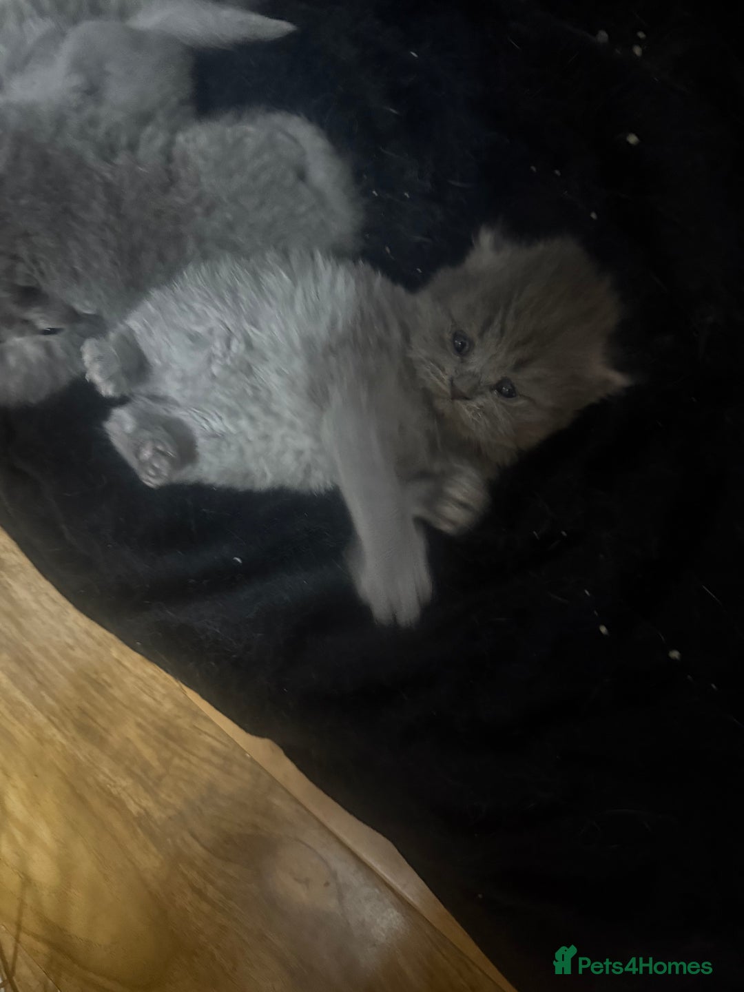 Scottish Fold cats for sale: Scottish fold kittens  - Advert 26