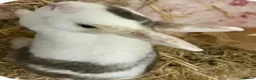 Mixed Breed rabbits for sale: Pair of friendly rabbits  - Advert 4