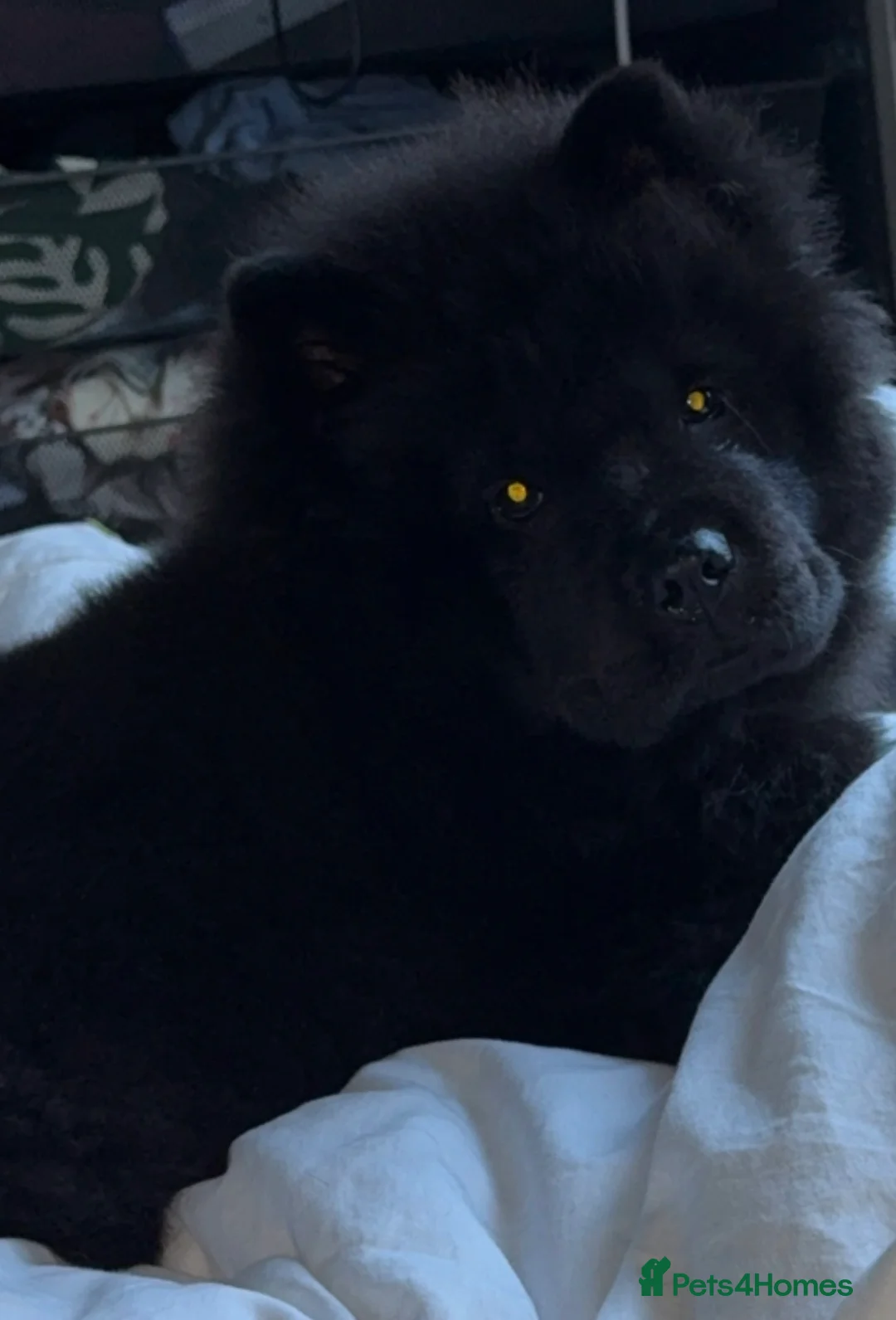 Chow Chow dogs for sale: Black male chow - Advert 2