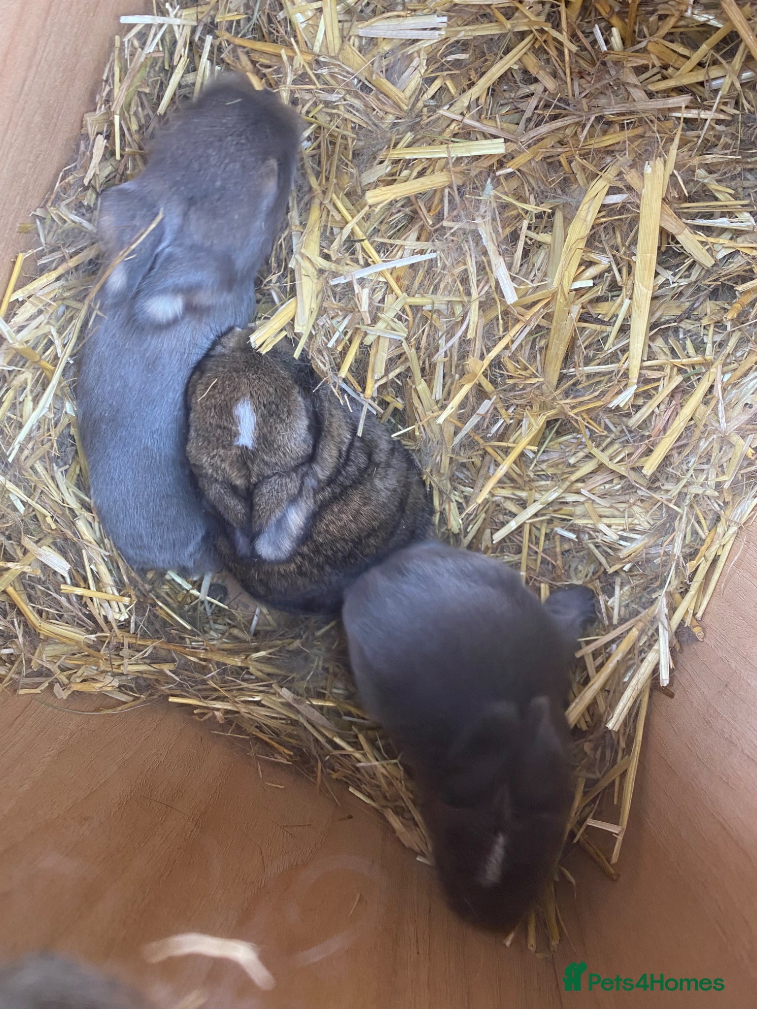 Mini Lop rabbits Mini lop babies - Advert 12