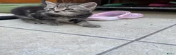 Mixed Breed cats for adoption: Adorable Kittens Looking for Loving Homes - Advert 4