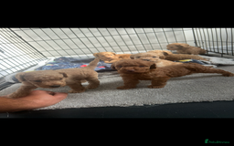 Cockapoo dogs for sale: F2 red Cockapoo puppies  - Image 18
