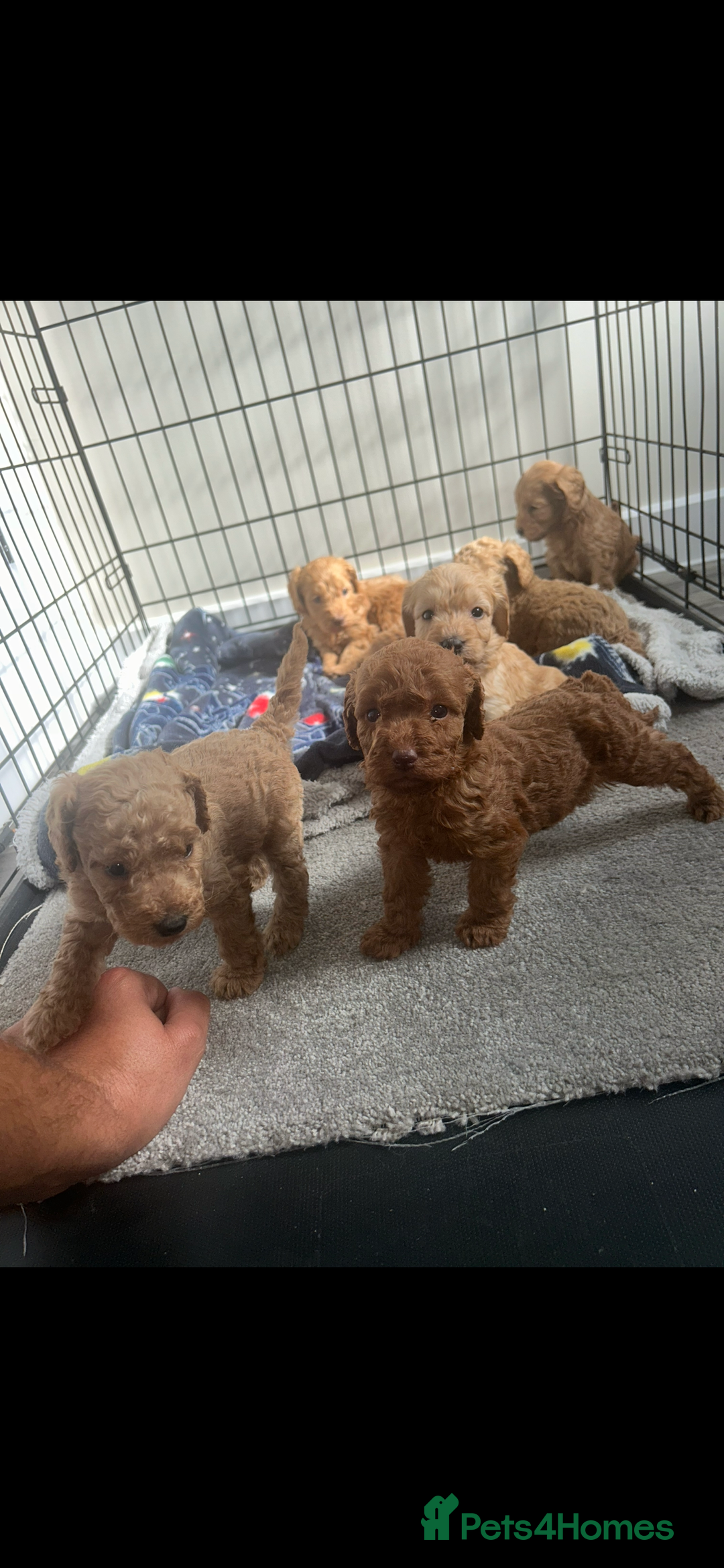 Cockapoo dogs for sale: F2 red Cockapoo puppies  - Image 18