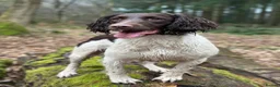 English Springer Spaniel dogs for sale: KC Springer Spaniel pups liver and white  - Advert 6
