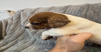 Jack Russell dogs - Advert 6
