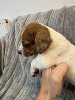 Jack Russell dogs - Advert 5