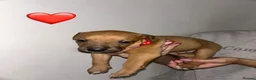 Mixed Breed dogs for sale: Bull lurchers in Leek - Advert 21