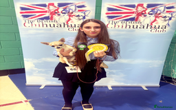 Chihuahua dogs for sale:  Beautiful pedigree chihuahua puppies KC champions - Image 19
