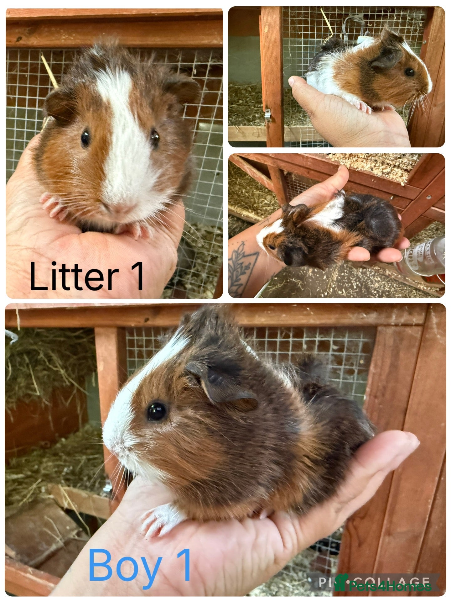 Guinea Pig rodents Various baby guinea pigs  - Advert 16