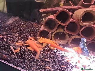 Plecos fish in Aylesford - Advert 16