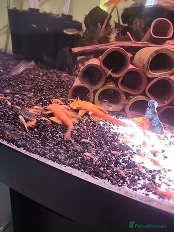 Plecos fish in Aylesford - Advert 3