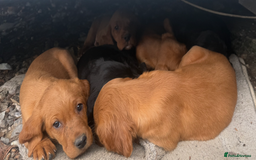 Mixed Breed dogs for sale: Gorgeous, well socialised Springador setters! - Image 5