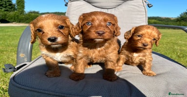 Cockapoo dogs - Advert 6