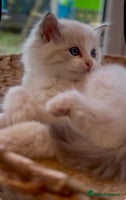 Ragdoll cats GCCF Registered. Grand Champion Bloodlines. - Advert 7
