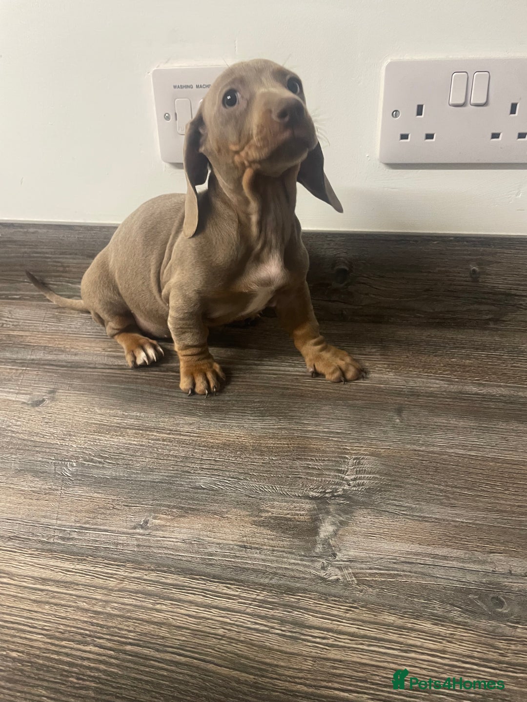Dachshund dogs for sale: Dachshund  - Image 11
