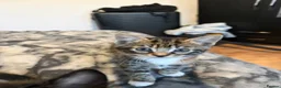 British Shorthair cats for sale: Three Playful Kittens  - Advert 10