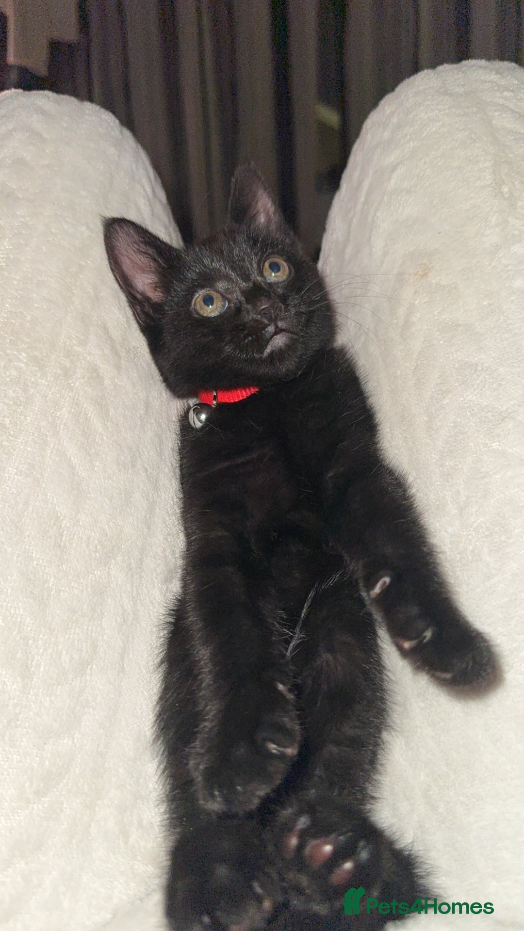 Mixed Breed cats for sale: female kittens. - Advert 10