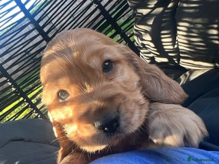 Cocker Spaniel dogs Gorgeous KC show cocker babies from Jourdelay’s - Advert 13