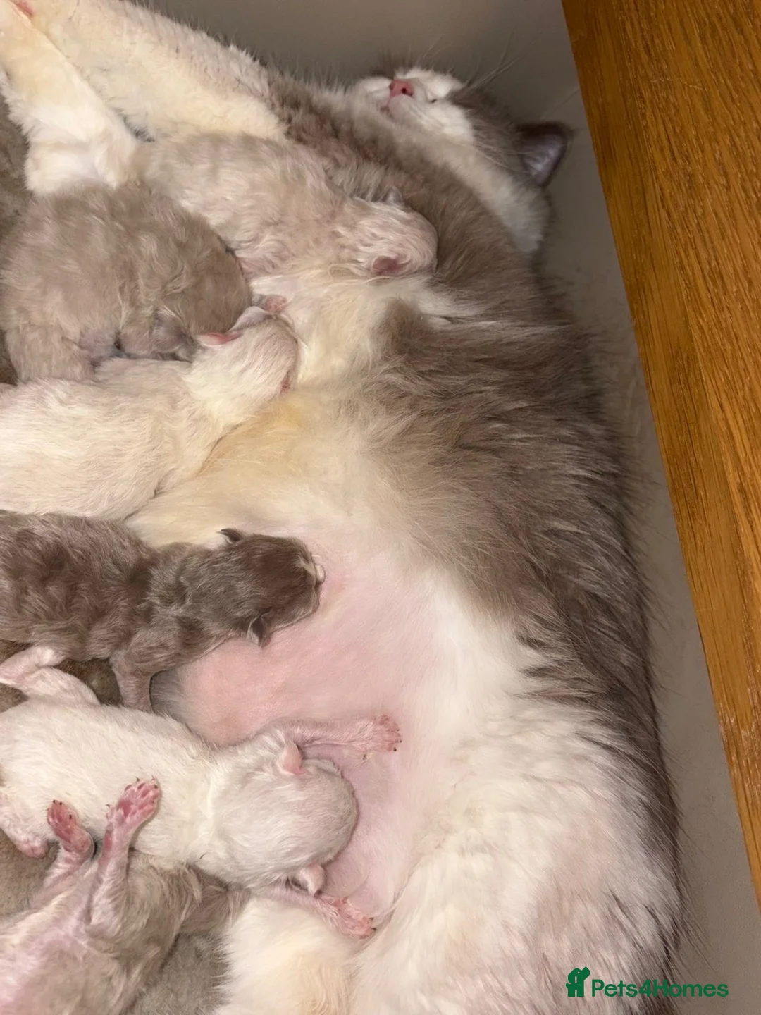 Ragdoll cats for sale: Lilac Mink Cherubim Ragdoll KittenTICA Registered - Advert 4