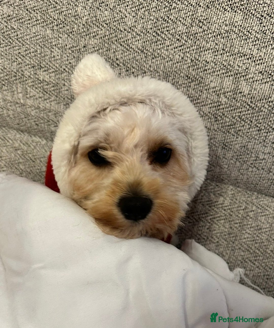 Cavapoo dogs for sale: 2 cavapoos needing to be rehomed together  - Advert 6