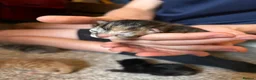Mixed Breed cats for sale: Affectionate Kittens  - Advert 5