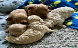 Maltipoo dogs for sale: ✨ Maltipoo Puppies Looking for Forever Homes! ✨ - Image 13