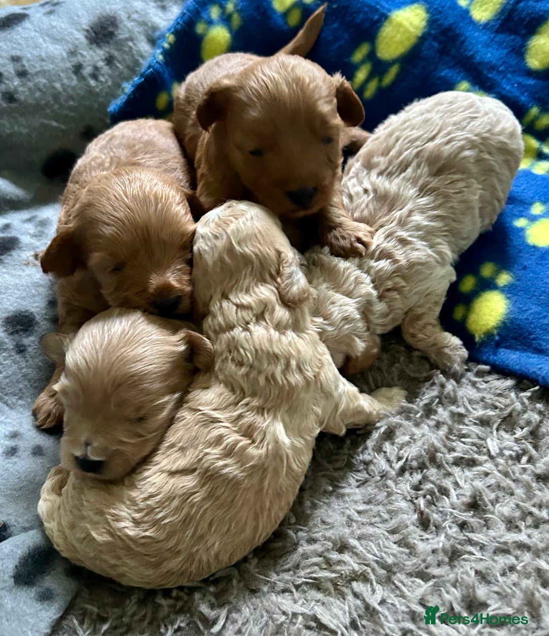 Maltipoo dogs for sale: ✨ Maltipoo Puppies Looking for Forever Homes! ✨ - Image 13