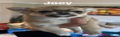 Joey