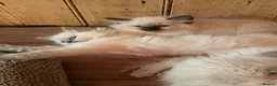 Ragdoll cats for sale: Seal point/seal point mitted and mitted blue point - Advert 9