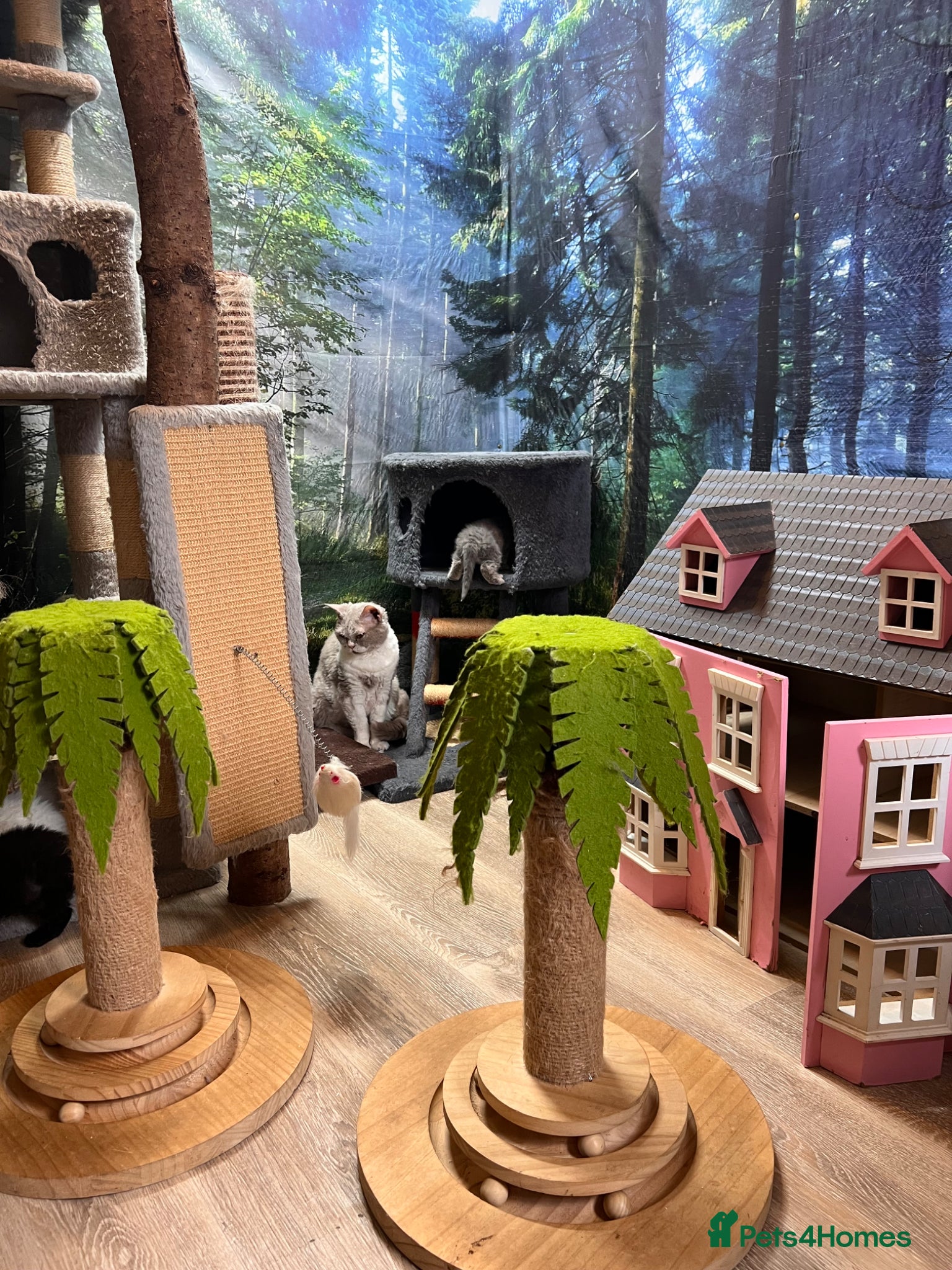 Selkirk Rex cats Stunning Selkirk Rex kittens - Advert 4