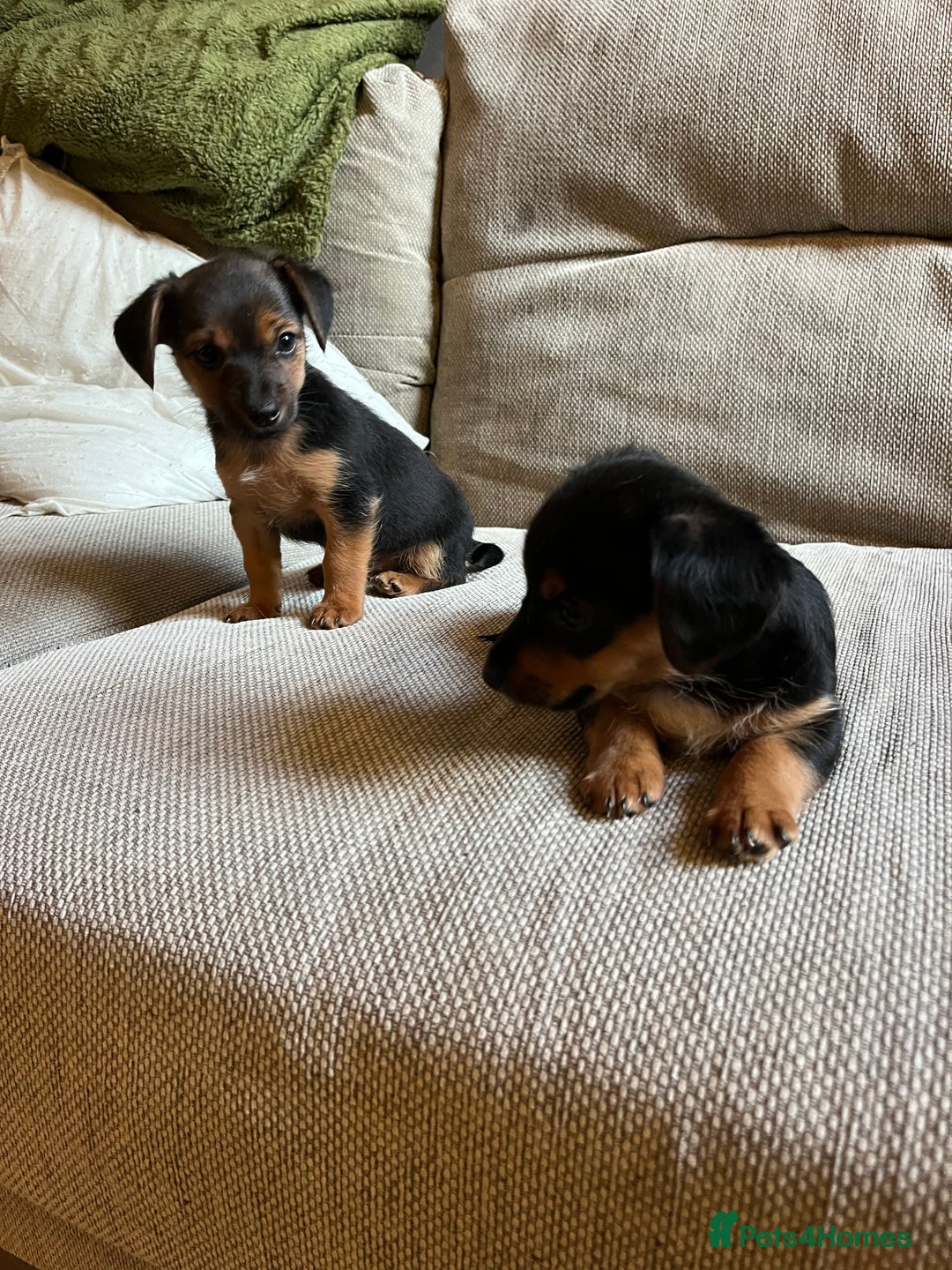 Jack Russell dogs for sale: Jack Russell puppies for sale - Advert 19