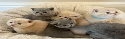 British Shorthair cats for sale: Breathtaking purebred British shorthair kittens - Advert 19