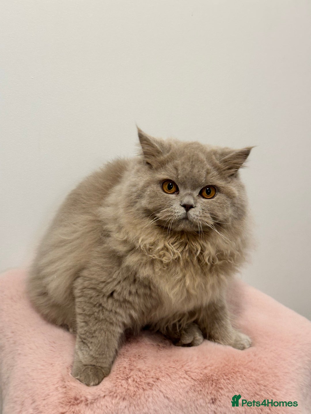 British Longhair cats for sale: Ready 🐻British Longhair chunky kittens💎🧸 - Advert 2