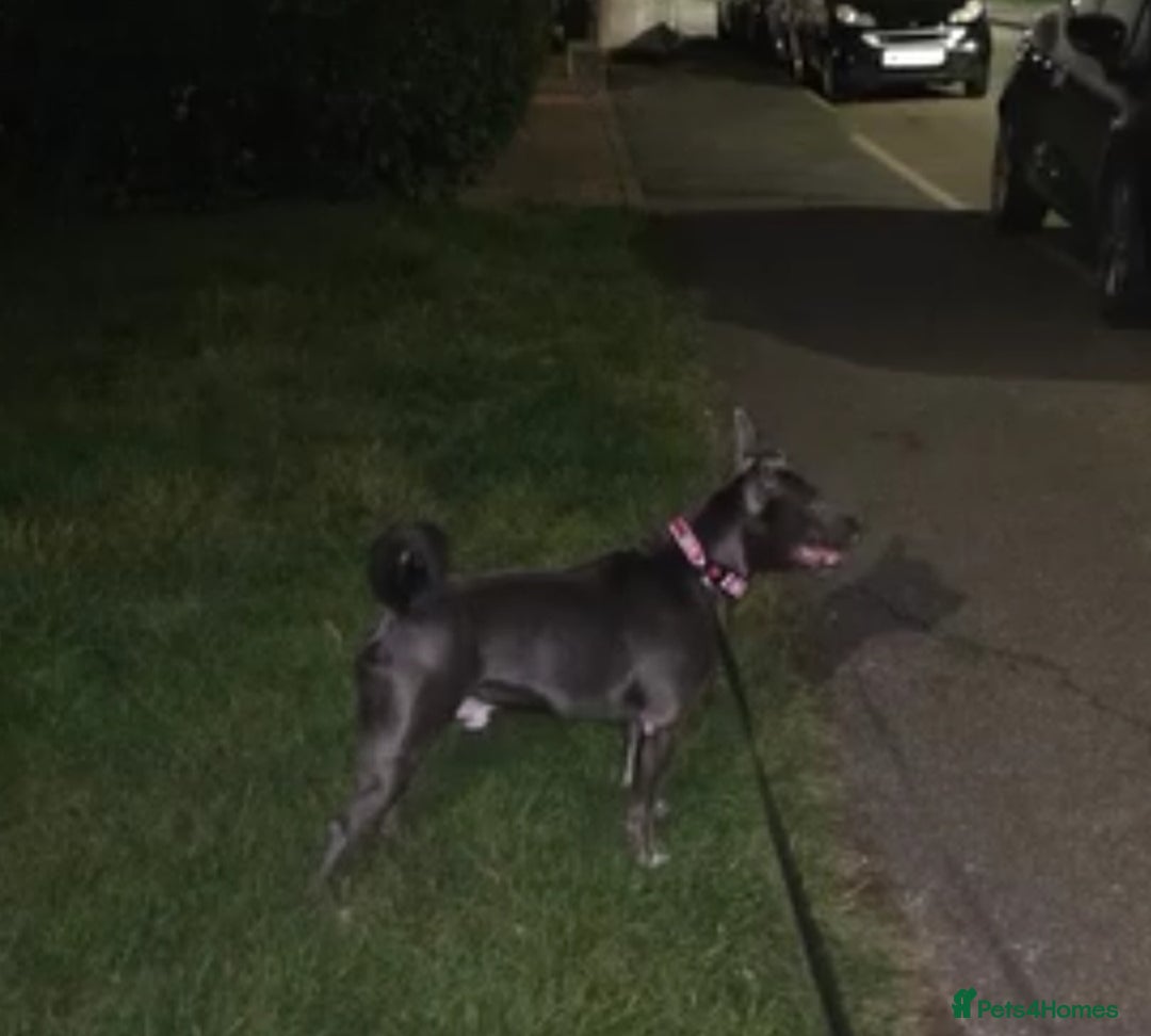 Staffordshire Bull Terrier dogs for stud: Snoopy Staffordshire Bull Terrier Blue in Basildon - Advert 5