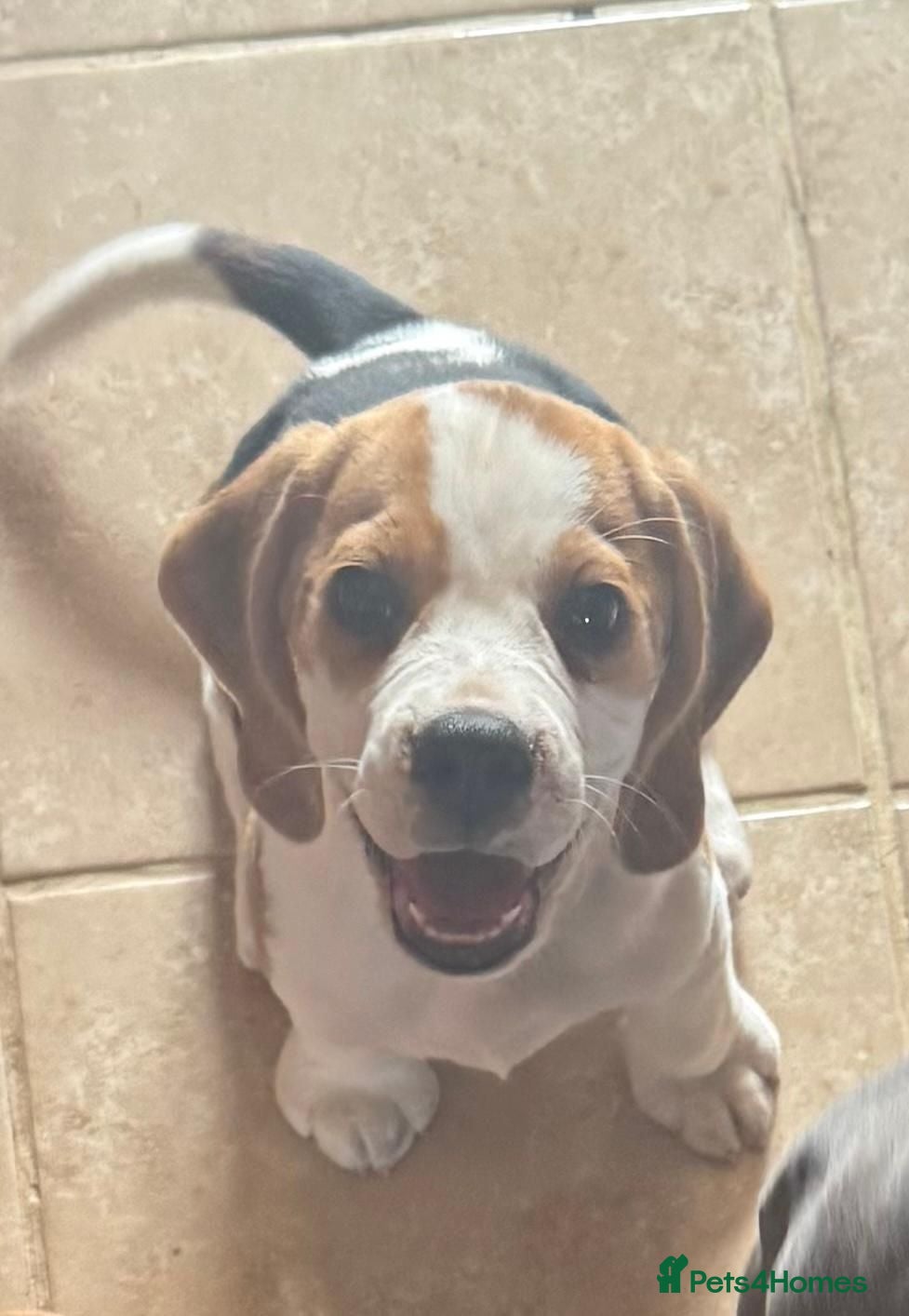 Beagle dogs Champion sired beagles KC reg & DNA health tested - Advert 1