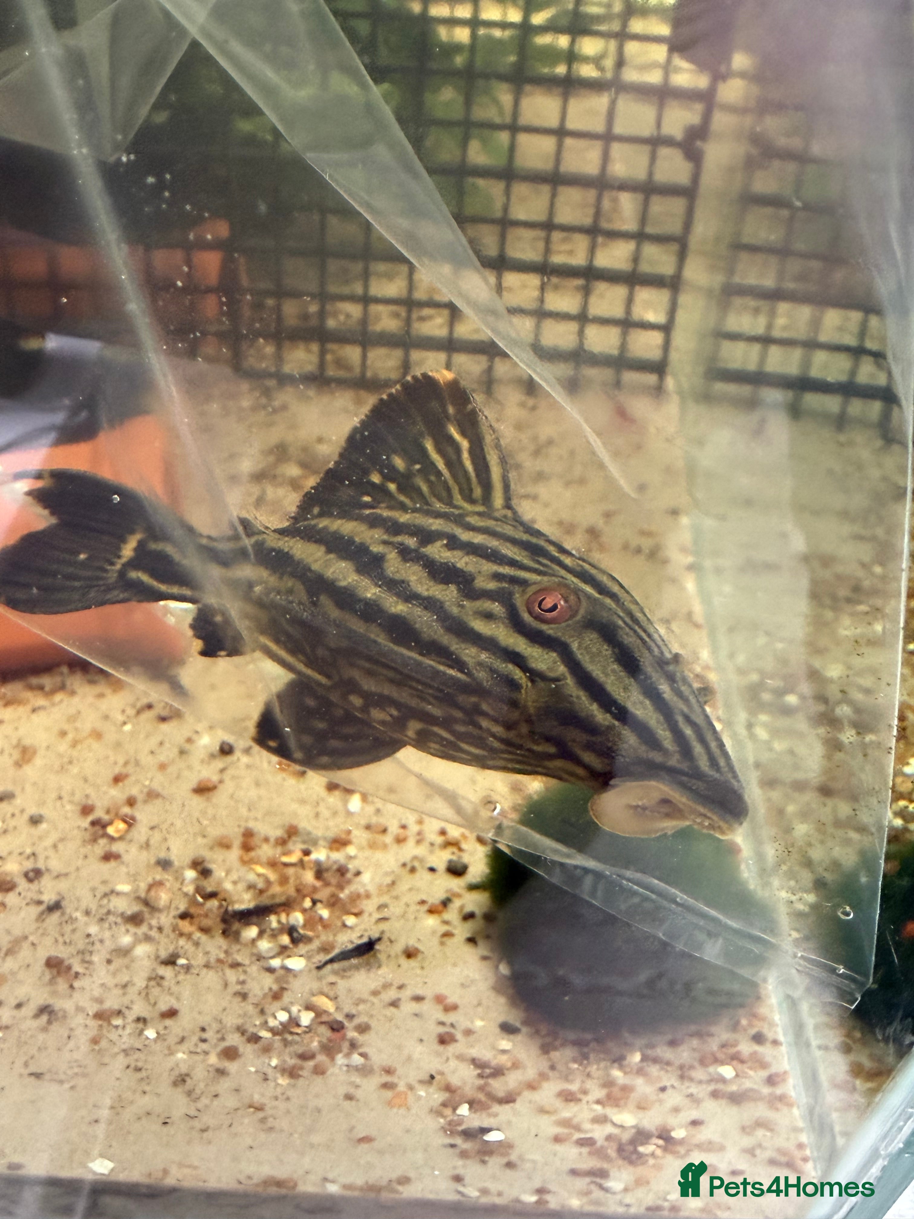 Plecos fish L027C Royal Thunder aka Golden line panaque  - Advert 3