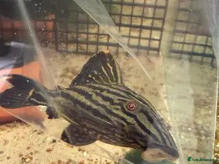 Plecos fish L027C Royal Thunder aka Golden line panaque - Advert 3