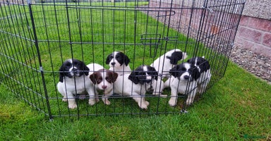 English Springer Spaniel dogs - Advert 14