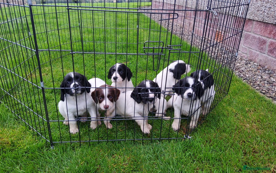 English Springer Spaniel dogs for sale: 3 male Springer Spaniel pups KC Reg and Pedigree - Image 4