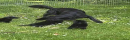 Flat coated Retriever dogs for sale: Gorgeous liver and black Flatcoat Retrievers - Advert 18