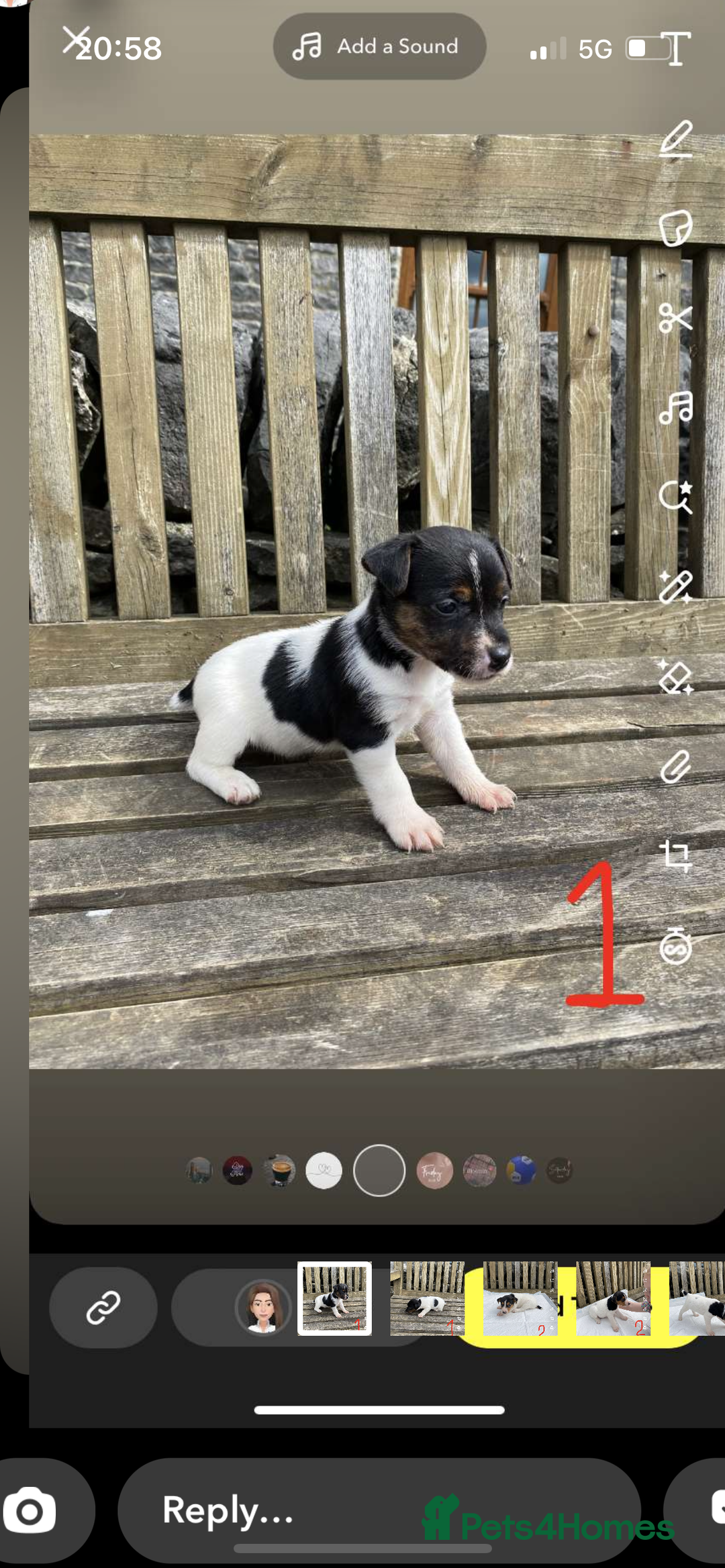 Jack Russell dogs for sale: Farm bred jack Russell puppies for sale  - Image 6