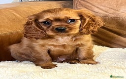 Cavalier King Charles Spaniel dogs for sale: stunning litter of KC registered Ruby Cavaliers - Image 5